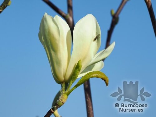 MAGNOLIA 'Petit Chicon'  