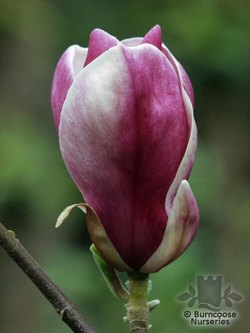 MAGNOLIA 'Pickard's Garnet'  