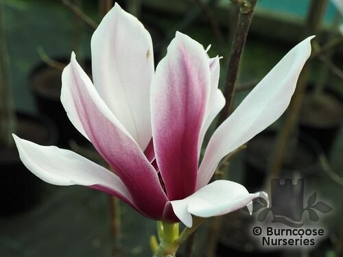 MAGNOLIA 'Pickard's Schmetterling'  
