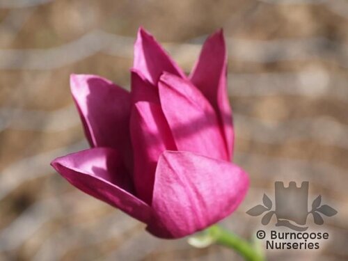 MAGNOLIA 'Pink Pyramid'  