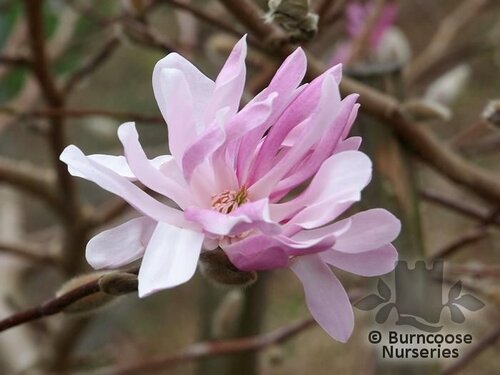 MAGNOLIA x loebneri 'Raspberry Fun' 