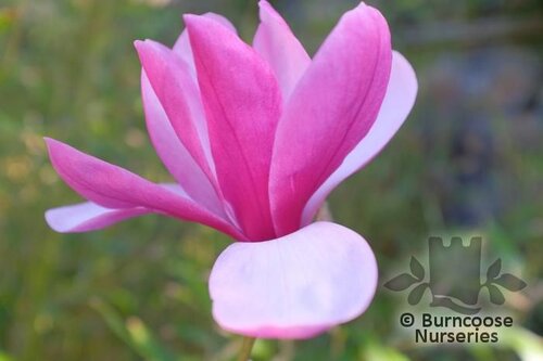 MAGNOLIA 'Raspberry Ripple'  