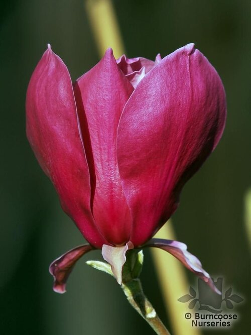 MAGNOLIA 'Red as Red'  