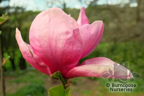 MAGNOLIA 'Rose Marie'  