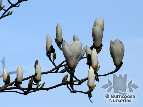 Magnolia 'Rouged Alabaster' from Burncoose Nurseries