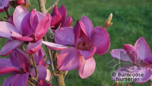 MAGNOLIA 'Royal Purple'  