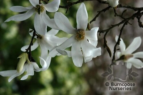 MAGNOLIA salicifolia  