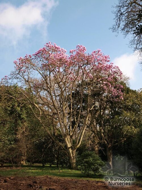 MAGNOLIA sargentiana var robusta 
