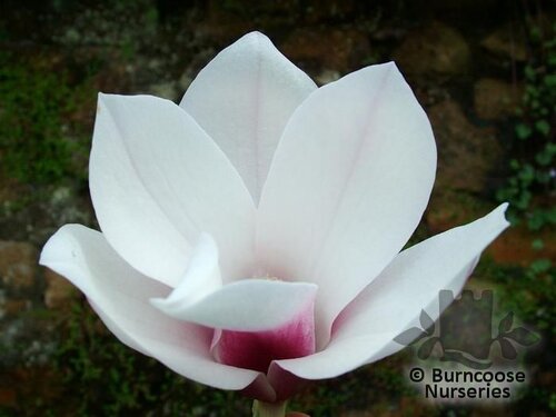 MAGNOLIA x soulangeana 'Satisfaction' 