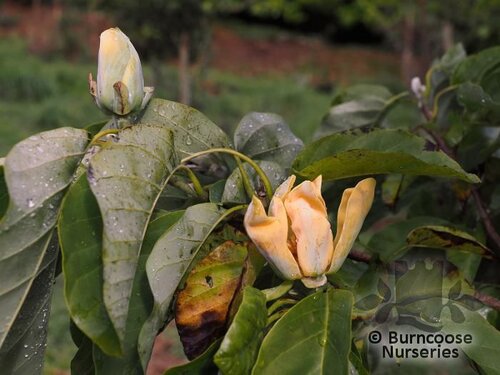 MAGNOLIA acuminata 'Seiju' 