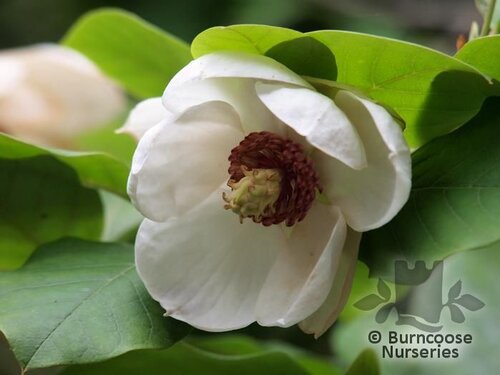 MAGNOLIA sieboldii  