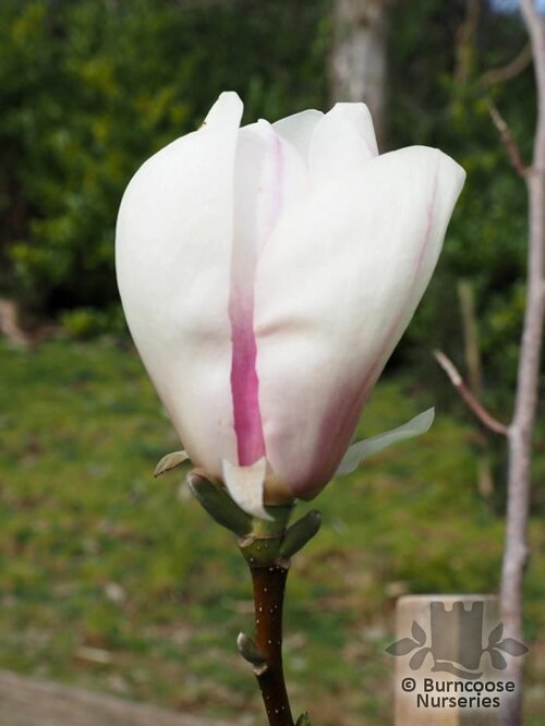MAGNOLIA 'Snow Goose'  
