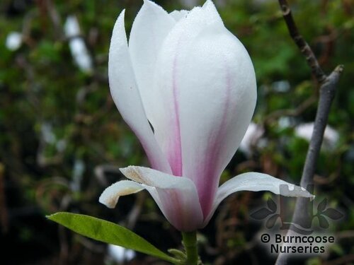 MAGNOLIA x soulangeana  