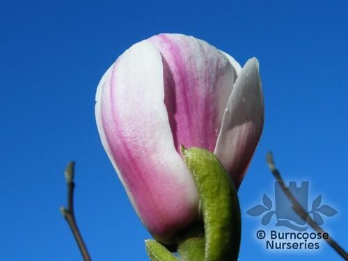 MAGNOLIA x soulangeana 'Alexandrina' 