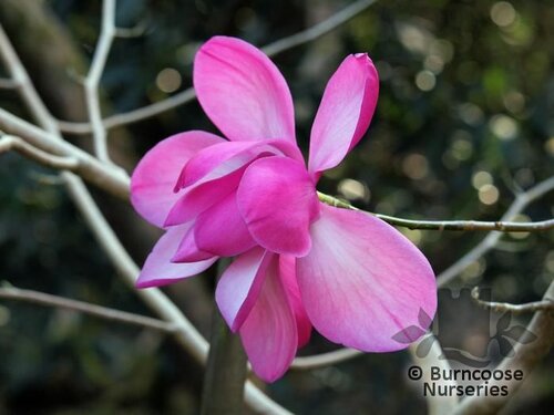 MAGNOLIA sprengeri 'Diva' 'Burncoose'