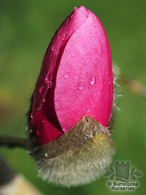 MAGNOLIA sprengeri 'Westonbirt' 