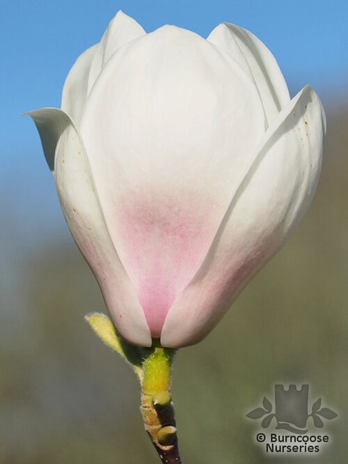 MAGNOLIA 'Spring Rite'  