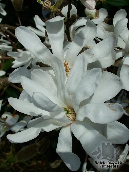 MAGNOLIA stellata  