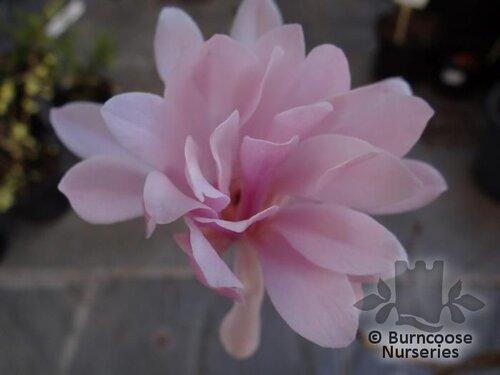 MAGNOLIA stellata 'Jane Platt' 