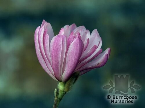 MAGNOLIA stellata keiskei 