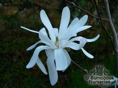MAGNOLIA stellata 'King Rose' 