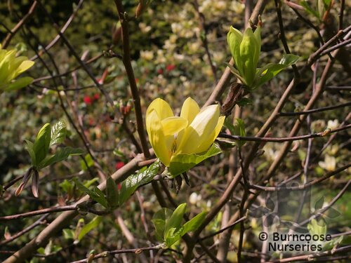 MAGNOLIA 'Sunburst'  
