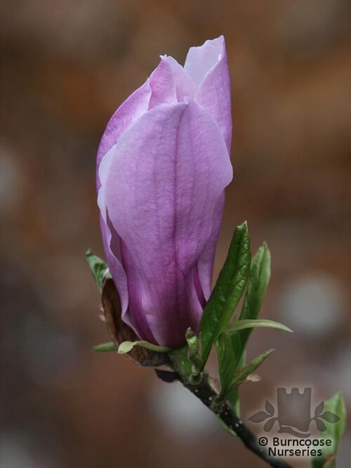 MAGNOLIA 'Susan'  