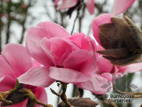 MAGNOLIA 'Susanna van Veen'  