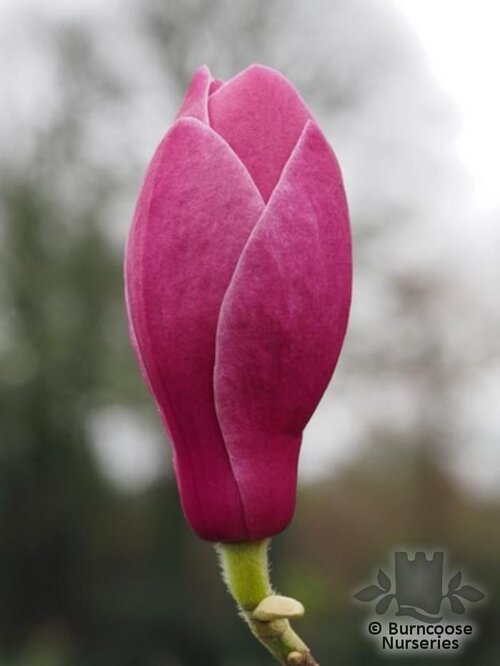 MAGNOLIA 'Theodora'  