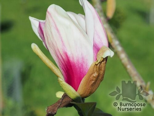 MAGNOLIA x brooklynensis 'Titan' 
