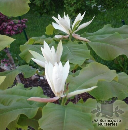 MAGNOLIA tripetala  