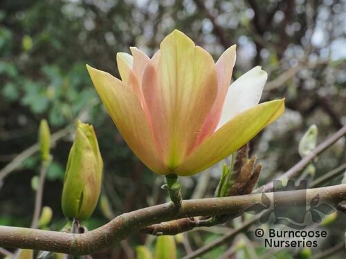 MAGNOLIA 'Tropicana'  