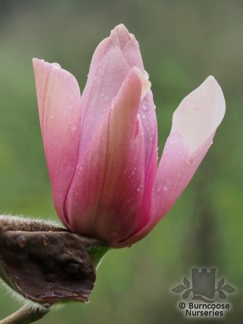 MAGNOLIA 'Vairano'  
