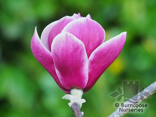 MAGNOLIA 'Venus'  