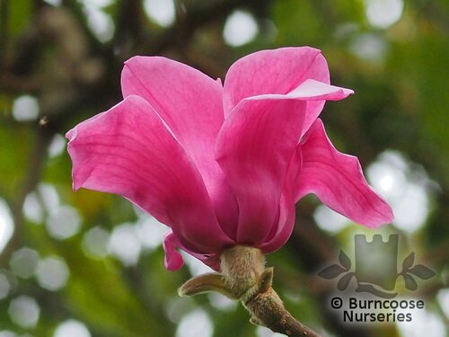 MAGNOLIA 'Vulcan'  