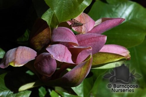 MAGNOLIA x brooklynensis 'Woodsman' 