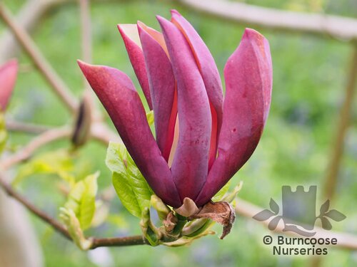 MAGNOLIA x brooklynensis 'Black Beauty' 