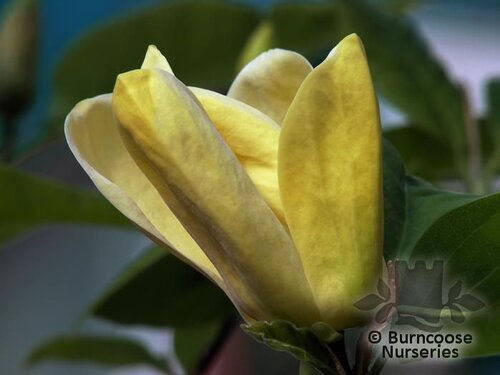 MAGNOLIA x brooklynensis 'Yellow Bird' 