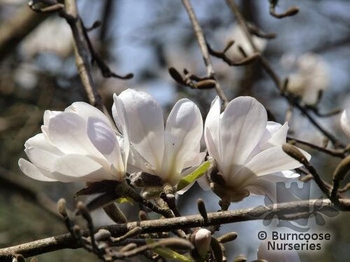 MAGNOLIA x loebneri 'Merrill' 