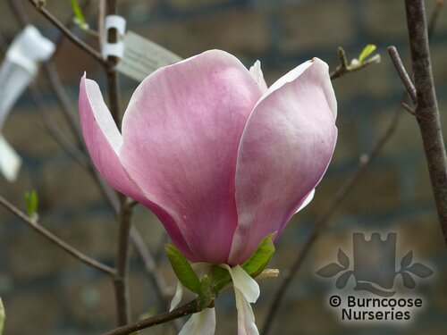 Magnolia X Soulangeana 'Lennei' from Burncoose Nurseries