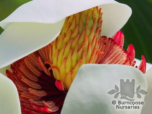 MAGNOLIA x wieseneri  