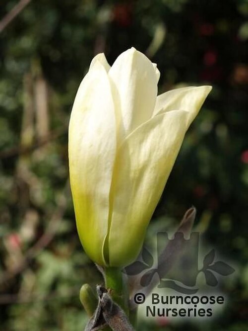 MAGNOLIA denudata 'Yellow River' 