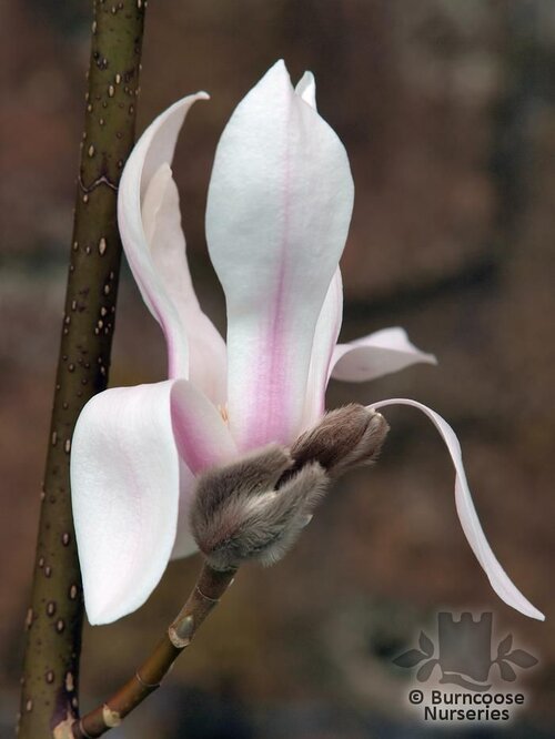 MAGNOLIA zenii  