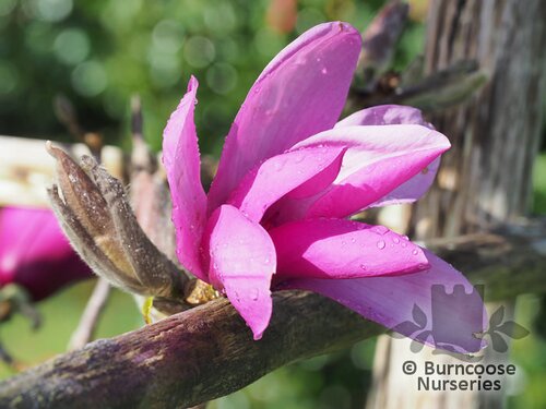 MAGNOLIA 'Apollo'  