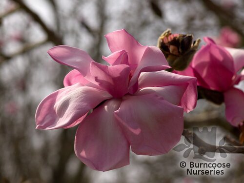 MAGNOLIA campbellii 'Charles Raffill' 