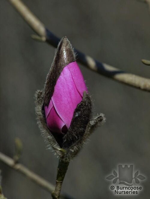 MAGNOLIA 'Philip Tregunna'  