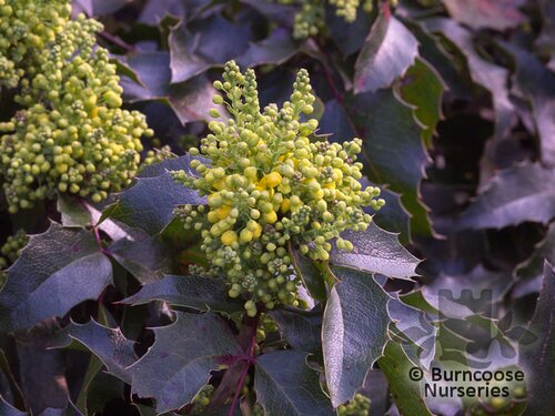 MAHONIA   
