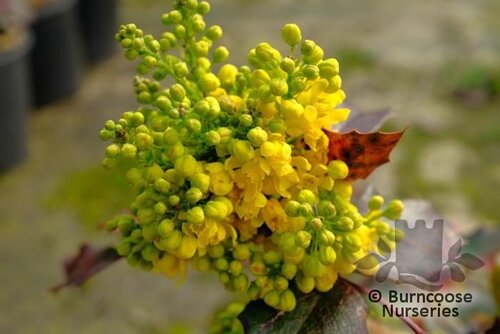 MAHONIA aquifolium  