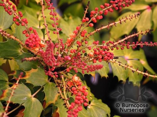 MAHONIA nitens 'Cabaret' 
