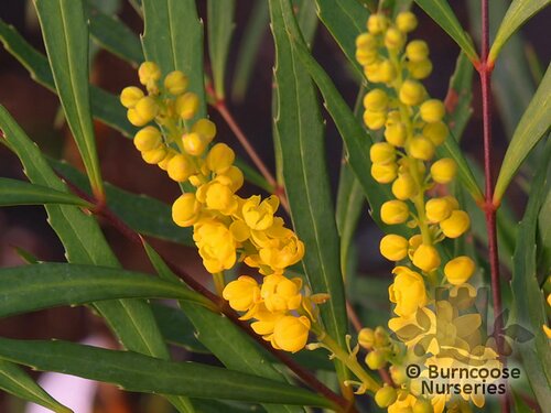 MAHONIA eurybracteata 'Soft Caress' 